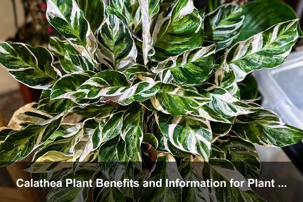 Calathea Plant Benefits and Information for Plant Cabinets and Controlled Humidity Displays