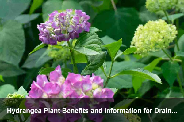 Hydrangea Plant Benefits and Information for Drainage-Smart, Erosion-Aware Gardens