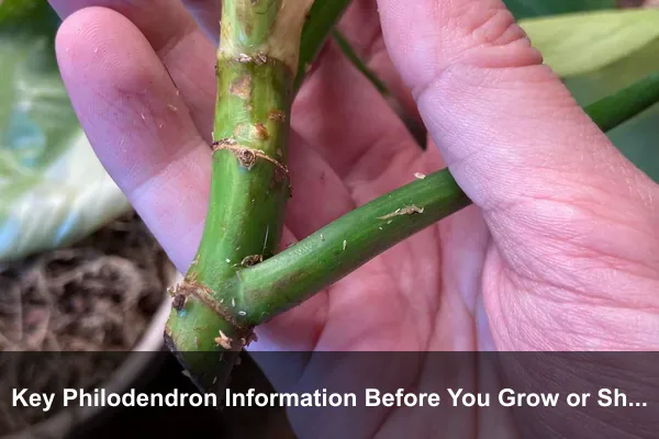 Key Philodendron Information Before You Grow or Share It