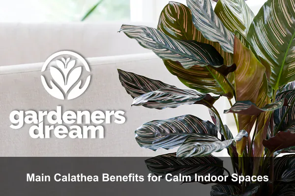 Main Calathea Benefits for Calm Indoor Spaces
