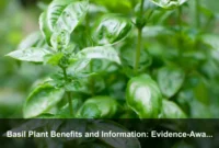Basil Plant Benefits and Information: Evidence-Aware Uses, Leaf Chemistry, and Practical Herbal Value Basil Plant Benefits and Information: Evidence-Aware Uses, Leaf Chemistry, and Practical Herbal Value
