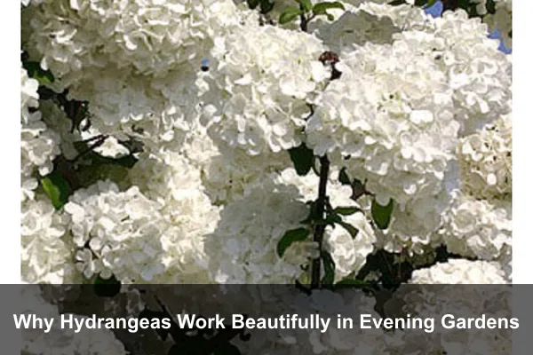 Why Hydrangeas Work Beautifully in Evening Gardens