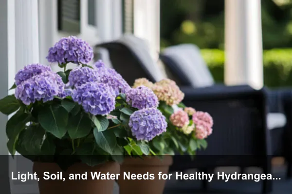 Light, Soil, and Water Needs for Healthy Hydrangeas