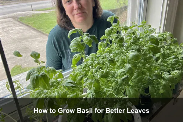 How to Grow Basil for Better Leaves