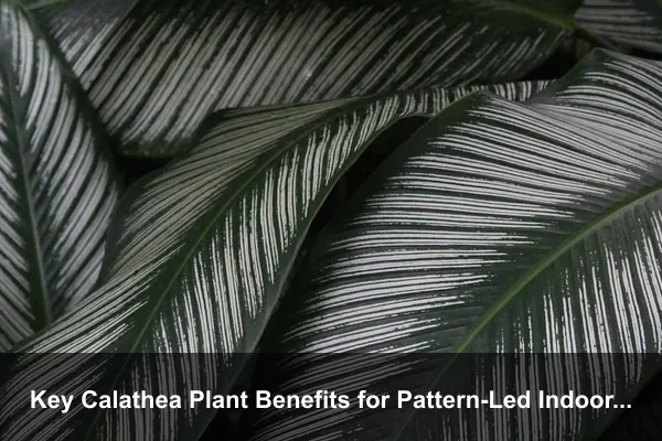 Key Calathea Plant Benefits for Pattern-Led Indoor Decor