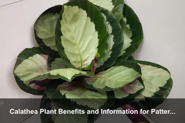 Calathea Plant Benefits and Information for Pattern-Led Indoor Decor and Care