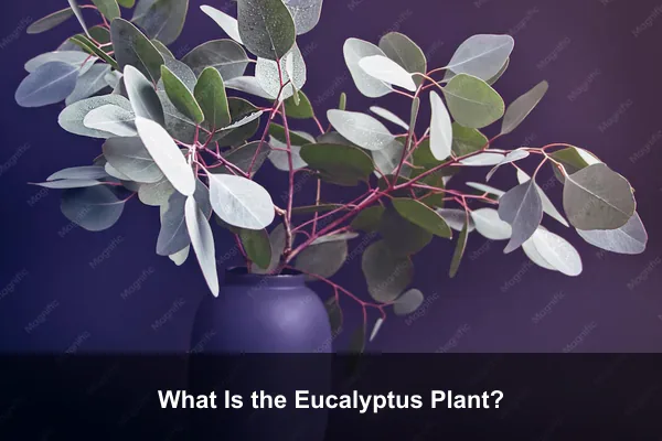 What Is the Eucalyptus Plant?