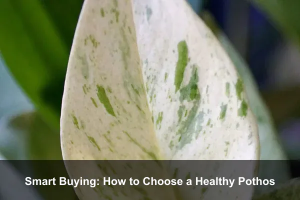 Smart Buying: How to Choose a Healthy Pothos