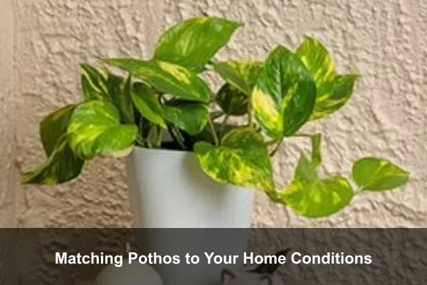 Matching Pothos to Your Home Conditions