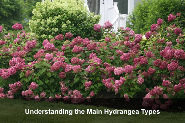 Understanding the Main Hydrangea Types