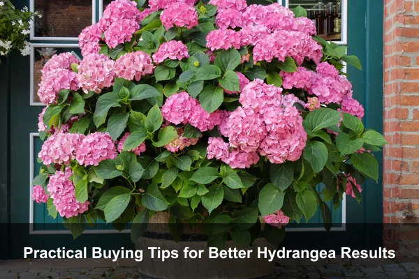 Practical Buying Tips for Better Hydrangea Results