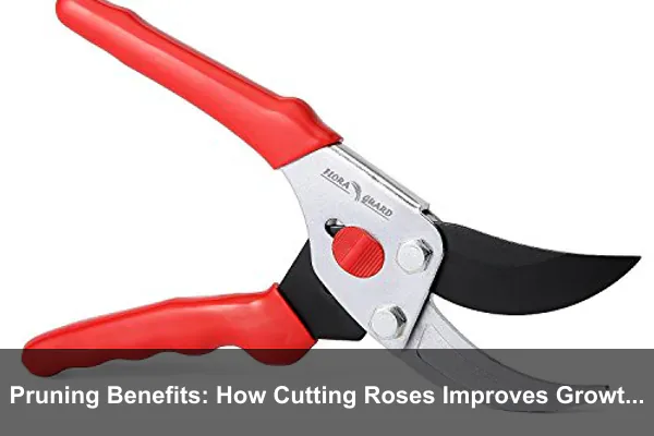 Pruning Benefits: How Cutting Roses Improves Growth